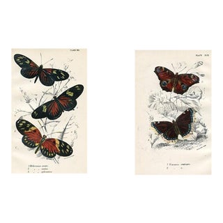 1896, Butterfly Prints Including Longwings, Original Antique Lithographs, England, a Pair For Sale