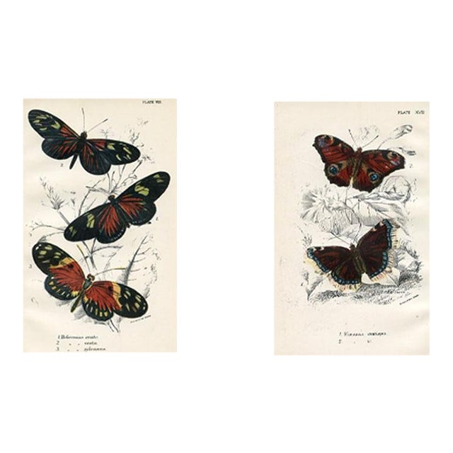 1896, Butterfly Prints Including Longwings, Original Antique Lithographs, England, a Pair For Sale