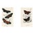 1896, Butterfly Prints Including Longwings, Original Antique Lithographs, England, a Pair For Sale