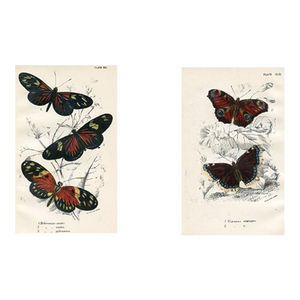 1896, Butterfly Prints Including Longwings, Original Antique Lithographs, England, a Pair