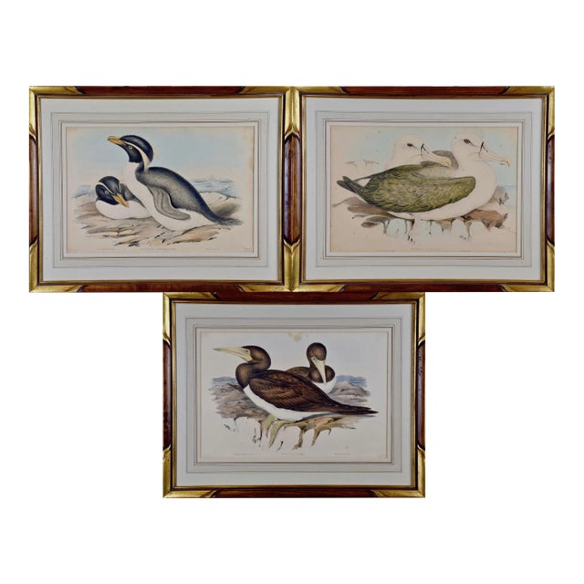 Three Gould Hand-Colored Lithographs From Birds of Australia and New Zealand, 1840-1848 For Sale