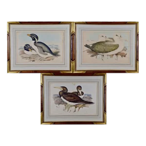 Three Gould Hand-Colored Lithographs From Birds of Australia and New Zealand, 1840-1848