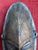 A rare and beautiful antique handcarved wooden mask from the Murik Lakes region of the Lower Sepik River in New Guinea. I...