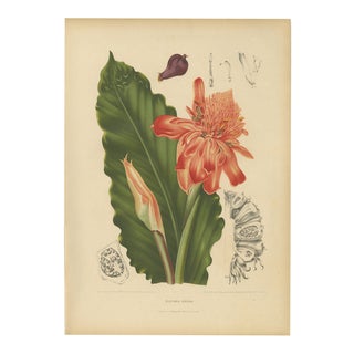 Hoola van Nooten, Torch Ginger, 1880, Chromolithograph For Sale