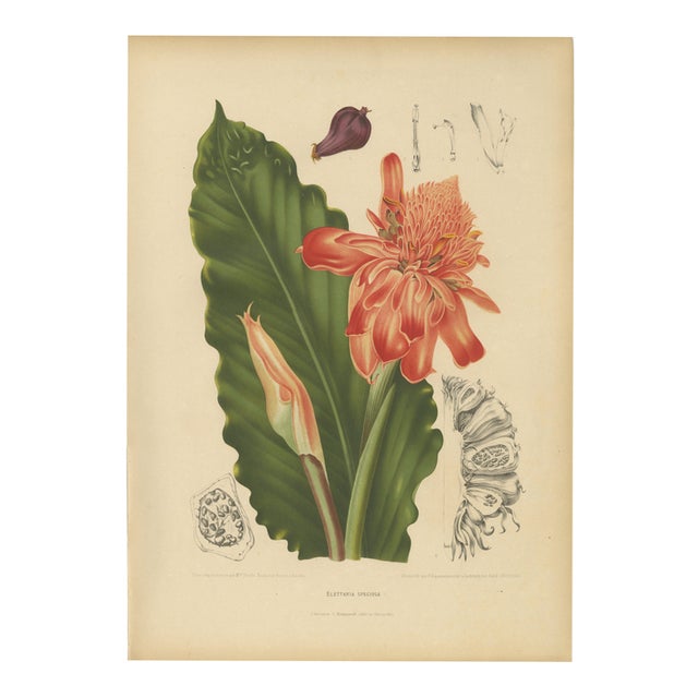 Hoola van Nooten, Torch Ginger, 1880, Chromolithograph For Sale