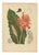 Hoola van Nooten, Torch Ginger, 1880, Chromolithograph For Sale