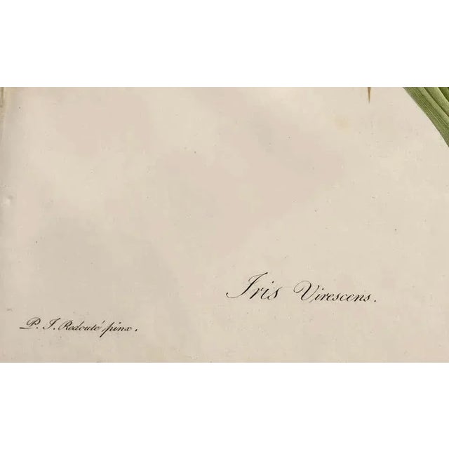 Iris Virescens, Lalics Hand Colored Engraving Signed P. J. Redoute For Sale - Image 11 of 13