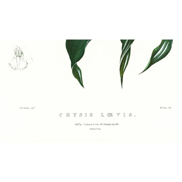 Realism Large 1973 Orchid Flower Lithograph "Chysis Laevis" (Smooth-Lipped Chysis) After James Bateman For Sale - Image 3 of 7