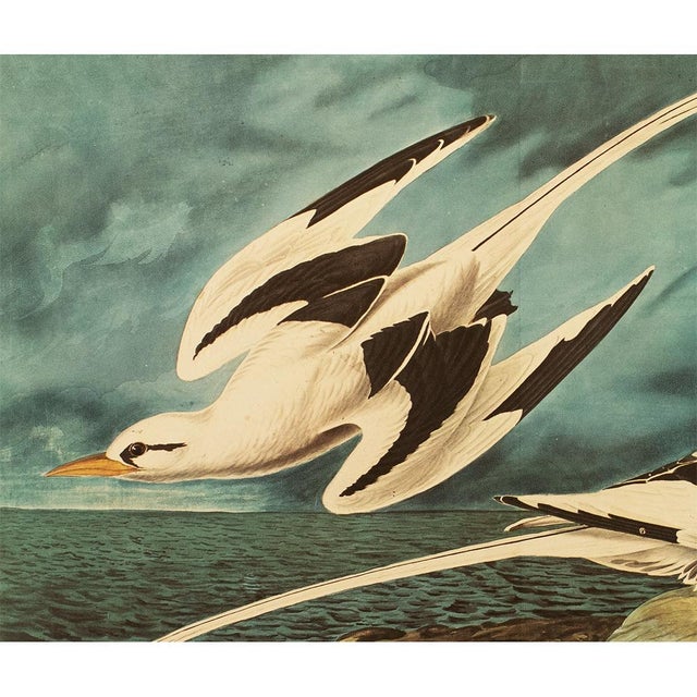 Chinoiserie 1966 White-Tailed Tropicbirds After John J. Audubon, XL Cottage Print For Sale - Image 3 of 11