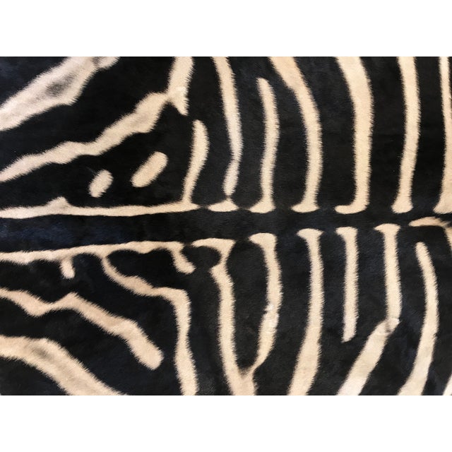Equus Burchell Zebra Skin Rug 5′ × 8′2″ Chairish