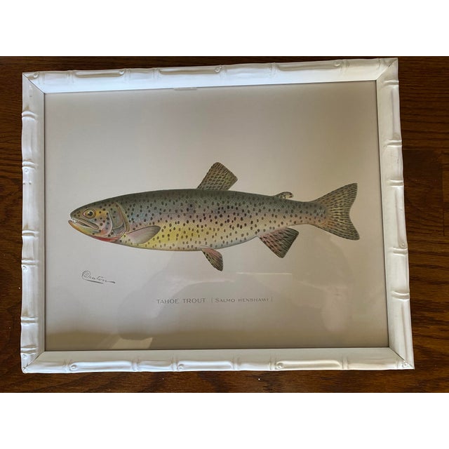 1900 - 1909 Set of Four Fish Print Chromoliograph by Sherman Foote Denton For Sale - Image 5 of 7