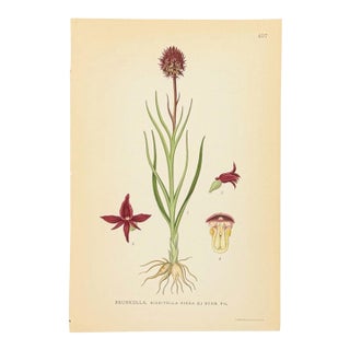 Nordic Black Vanilla Orchid Chromolithograph | Antique Swedish Botanical Print For Sale