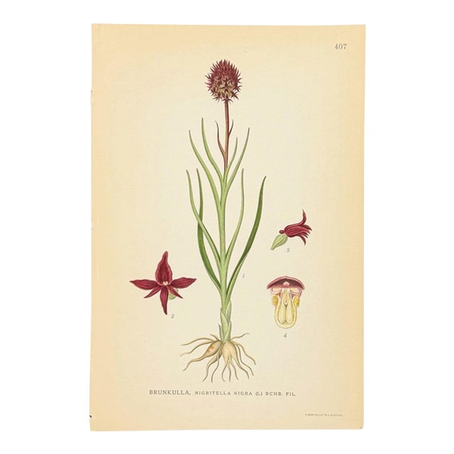 Nordic Black Vanilla Orchid Chromolithograph | Antique Swedish Botanical Print For Sale