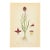 Nordic Black Vanilla Orchid Chromolithograph | Antique Swedish Botanical Print For Sale
