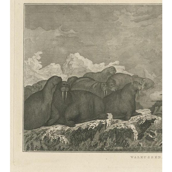J. Cook, Illustration of Shooting Walruses, 1803, Print For Sale - Image 3 of 7