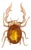 Late 19th Century Victorian 4.40 Carat Citrine 18k Yellow Gold Stag Beetle Brooch For Sale
