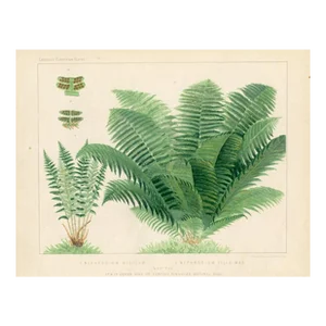 Late 1800s, Male Fern Print, Original Antique Fern Print, Lithograph, England