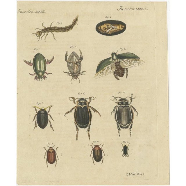 Bertuch, Diving Beetles and Water Beetles with Larva, 1815, Print For Sale - Image 3 of 12
