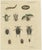 Bertuch, Diving Beetles and Water Beetles with Larva, 1815, Print For Sale - Image 3 of 12