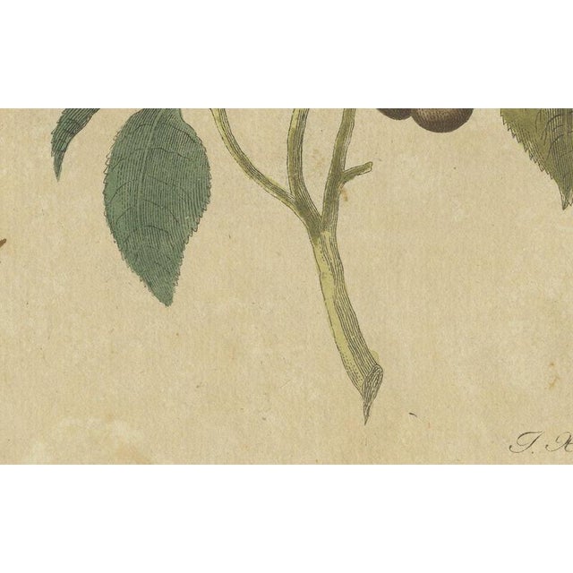19th Century Bertuch, Exotic Finches and Hummingbird, 1805, Print For Sale - Image 5 of 12