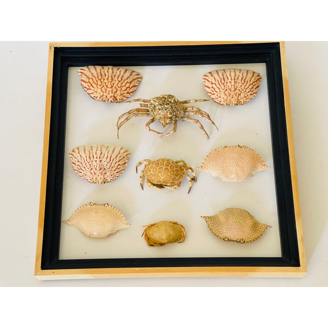 Natures Beauty unique collection of marine life crab shells.