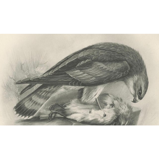 Paper Antique Merlin Falcon with Prey Print by Lilian M. Medland, 1908 For Sale - Image 7 of 10