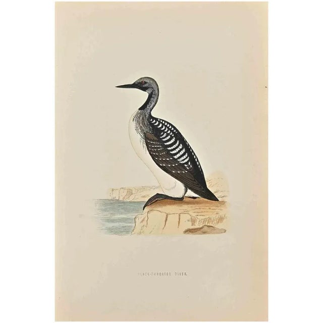 Slack-Throated Diver is a modern artwork realized in 1870 by the British artist Alexander Francis Lydon (1836-1917)....