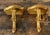 Vintage Gilt Tipped Wall Brackets - A Pair For Sale - Image 10 of 12