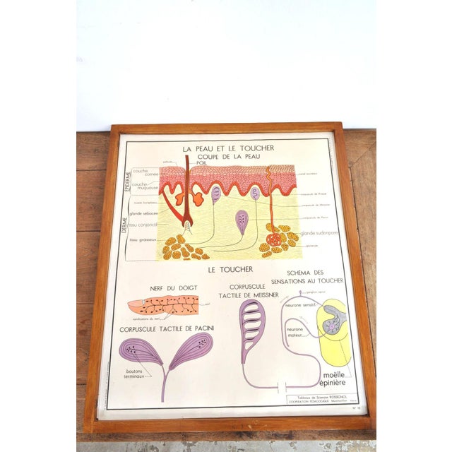 Wood Vintage Double Sided School Posters in Frame of the Human Body, 1950s For Sale - Image 7 of 18