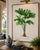 Royal Palm Study, Vintage Botanical Art Print Reproduction, 16" X 24" For Sale - Image 4 of 10