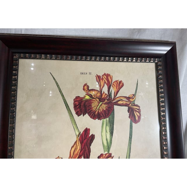 Oversized Framed Botanical Prints, Iris and Lilio-Narcissus, 32"h - A Pair For Sale - Image 6 of 8