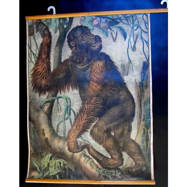 Antique Orangutan Zoology Poster from Karl Jansky, 1890s For Sale - Image 4 of 4