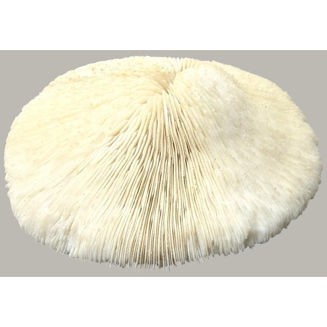 Beautiful pair of natural plate-form coral skeleton specimens featuring striking radial ridges and sculptural rounded...