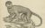 A. Hoffer, Capuchin Monkey, 1800, Paper For Sale - Image 3 of 9