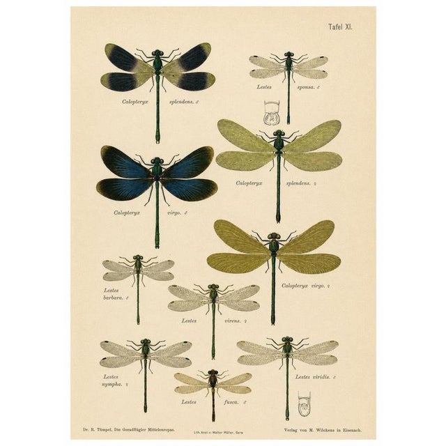 Richard Tümpel, Calopteryx & Lestes Damselfly from Die Geradflügler, 1908, Lithograph For Sale - Image 10 of 10