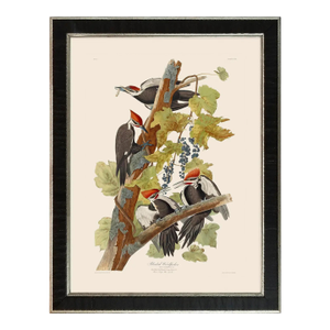 Pileated Woodpecker Duchess Edition, After Audubon Reproduction Print, Framed
