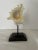 White Murex Seashell Mounted on Wooden Display Stand For Sale - Image 8 of 11