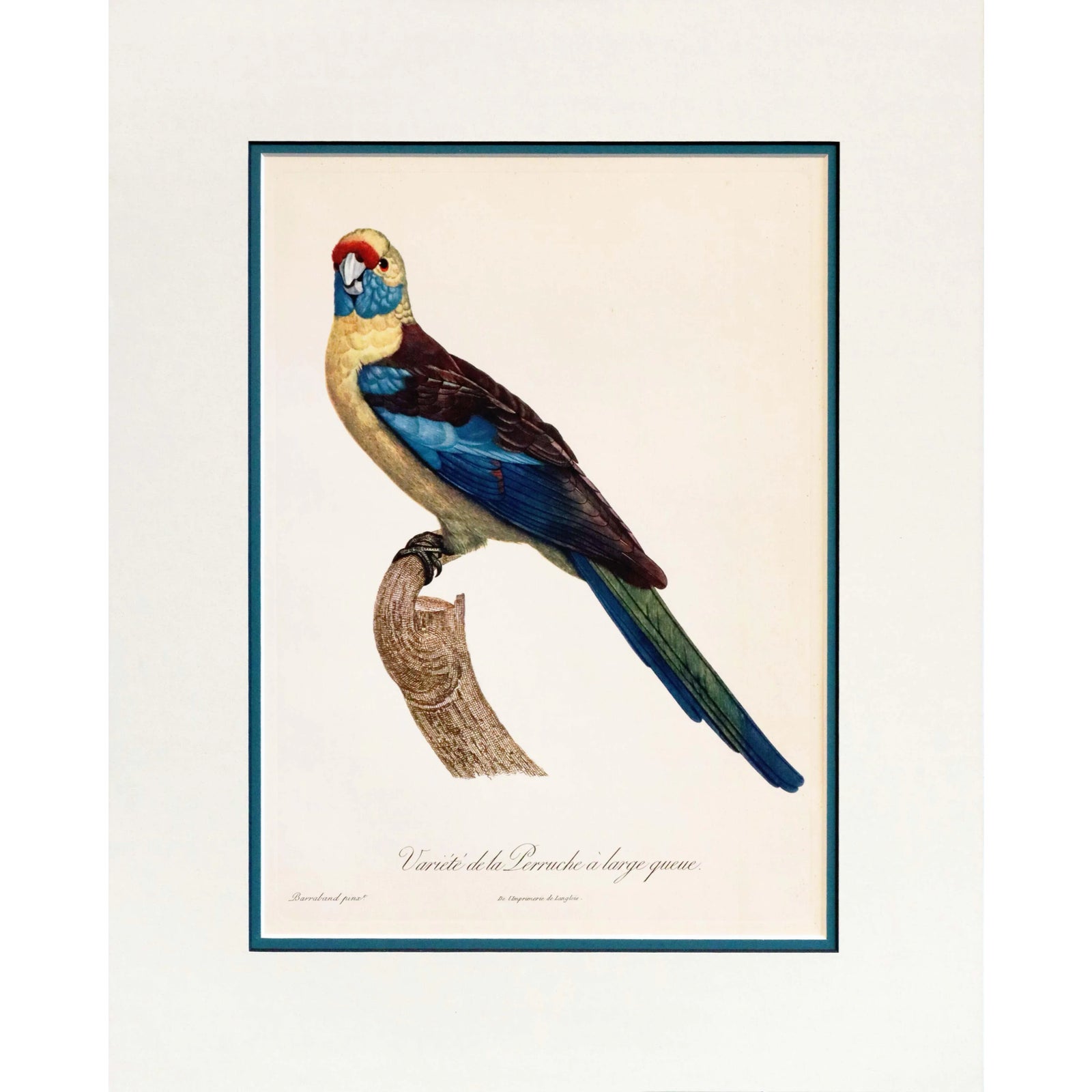 1960s French Bird Print, Jacques Barraband, the Broad-Tailed Parakeet ...