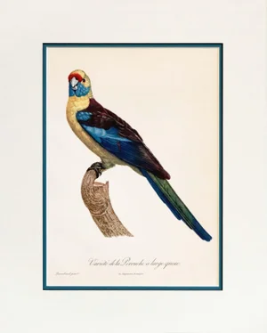 1960s French Bird Print, Jacques Barraband, the Broad-Tailed Parakeet
