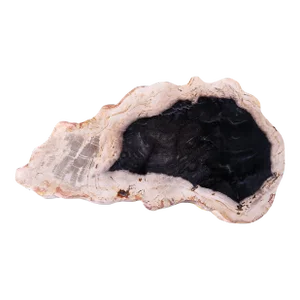 Hand Cut & Polished Petrified Wood Board 2