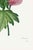 Not Yet Made - Made To Order Peony by Pierre-Joseph Redouté, Vintage Botanical Art Print, 12" X 16" For Sale - Image 5 of 7