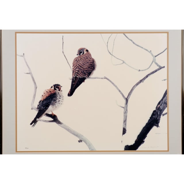 Excellent condition 1984 Photograph in Very Good Frame Thomas D. Mangelsen "American Kestrels" Hand Signed Limited Edition...