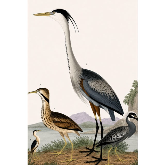Not Yet Made - Made To Order Great Heron & Roseate Spoonbill Diptych, Vintage Art Print Reproduction, 40" X 60" For Sale - Image 5 of 12
