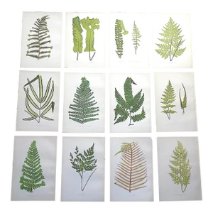 Antique 19th Century Botanical Wood Engravings - Ferns - Set of 12
