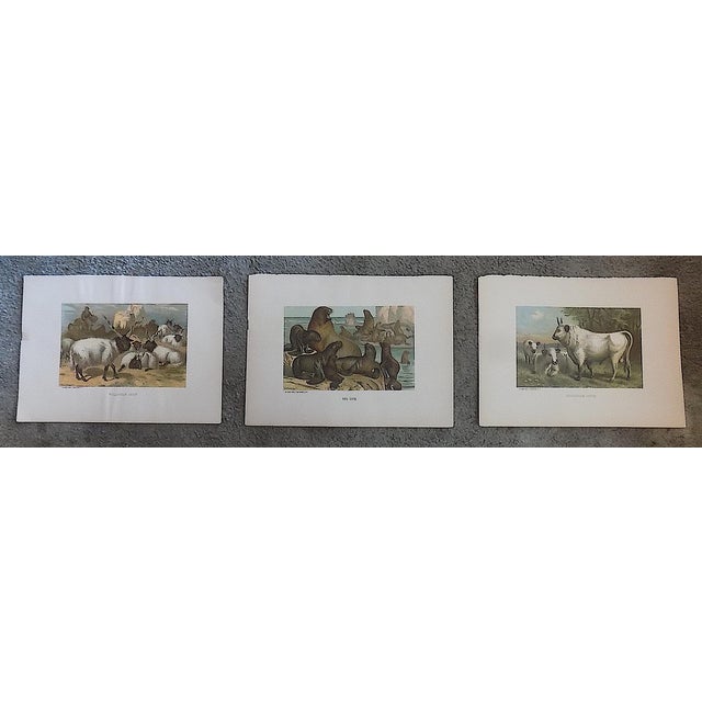 Late 19th Century Antique 19th Century Animal Lithographs - Set of 3 For Sale - Image 5 of 5