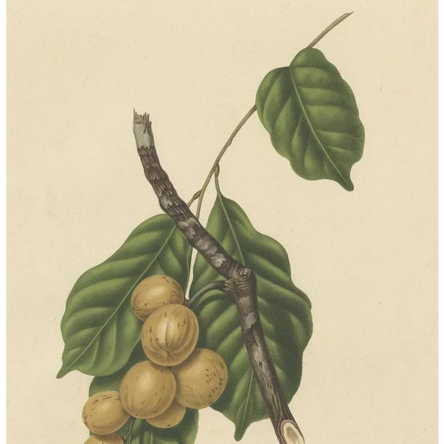 Berthe Hoola van Nooten, Lansium Domesticum Langsat Botanical, 1863, Lithograph For Sale - Image 3 of 10