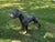 Geometric Pit Bull Sculpture in Graphite Gray - Large Modern Low Poly Steel Dog Statue, Contemporary Floor Art, Ready to Ship Usa For Sale - Image 10 of 13