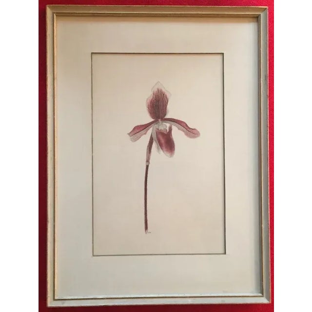 Watercolor Botanical Painting of a Lady Slipper Orchid 1940's For Sale - Image 4 of 12