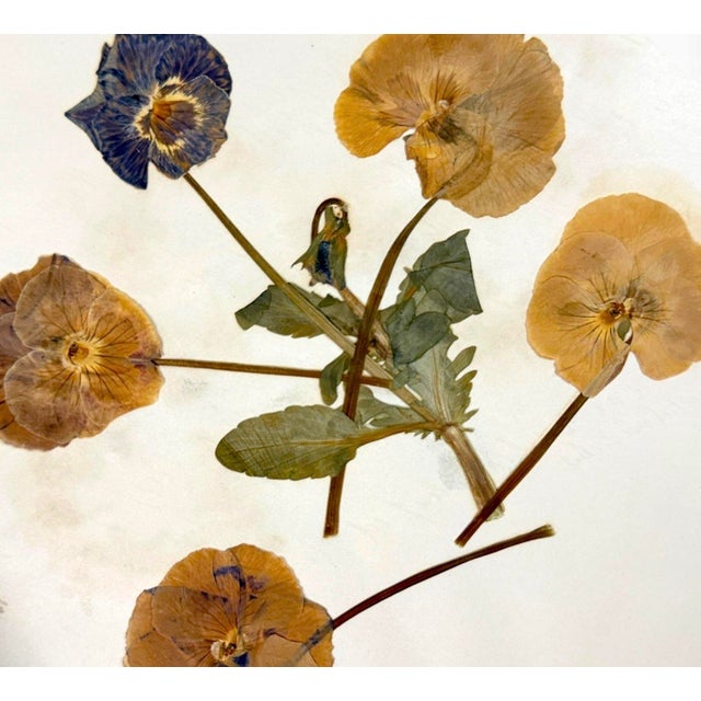 1900 - 1909 c.1900 Herbarium Album With 26 Specimens, Hand-Drawn Studies & Calligraphic Manuscript For Sale - Image 5 of 17