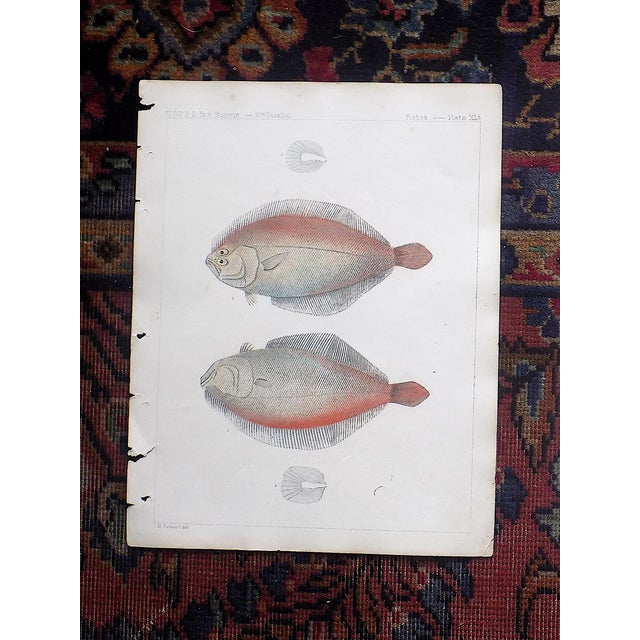 This set of three (3) hand colored lithographs depict fish found in the United States. Printed in the USA c.1880. Printed...